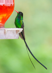 Red-Billed Streamertail photo 5