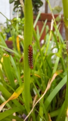 Polytela gloriosae