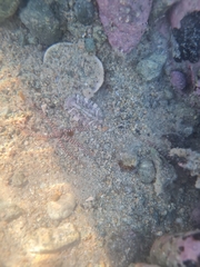 Rhyssoplax stangeri