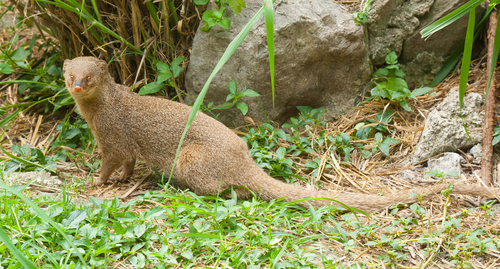 Small Indian Mongoose