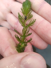 Myriophyllum triphyllum