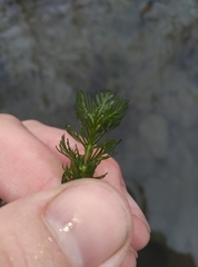 Myriophyllum triphyllum