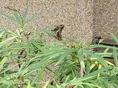 Graphium agamemnon agamemnon