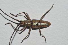 Neoptychodes trilineatus