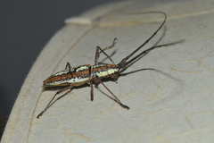 Neoptychodes trilineatus