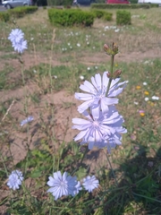 Cichorium intybus