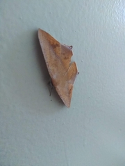 Prochoerodes tetragonata