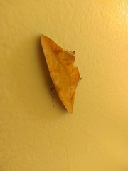 Prochoerodes tetragonata