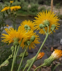 Sonchus arvensis uliginosus