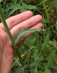 Sonchus arvensis uliginosus