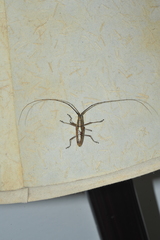 Neoptychodes trilineatus