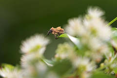 Cylindralcides saundersii