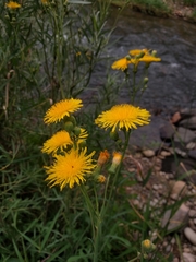 Sonchus arvensis uliginosus