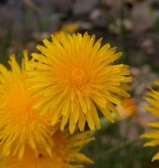 Sonchus arvensis uliginosus