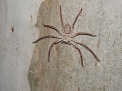 Isopedella conspersa