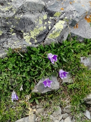 Campanula saxifraga