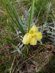 Cymbaria daurica