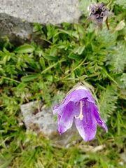 Campanula saxifraga