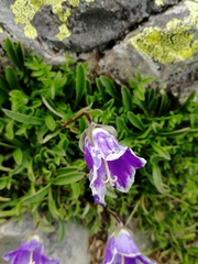 Campanula saxifraga