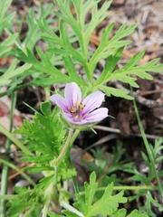 Erodium stephanianum