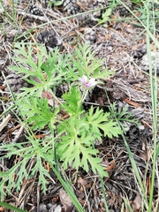 Erodium stephanianum