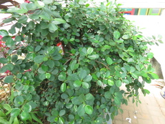 Ficus microcarpa latifolia