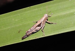 Stenocatantops angustifrons