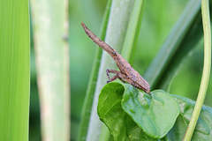 Pyrops candelaria