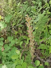 Sarcoglottis schaffneri