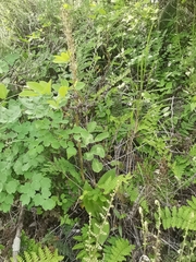 Sarcoglottis schaffneri