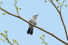 Mellisuga minima