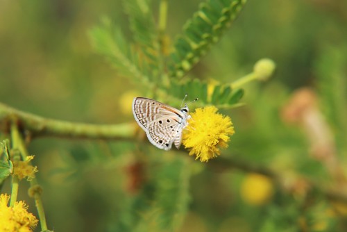 Bright Babul Blue