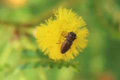 Anthaxia umbellatarum