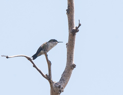 Mellisuga minima