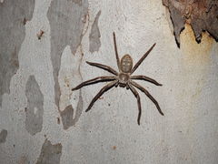 Isopedella conspersa