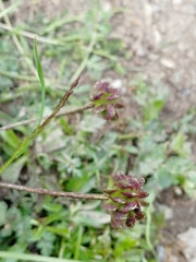 Anemonastrum speciosum