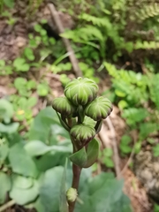 Roldana sessilifolia
