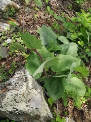 Roldana sessilifolia