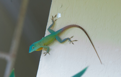 Graham's Anole photo 4