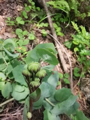 Roldana sessilifolia