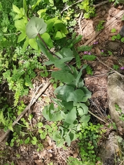 Roldana sessilifolia