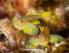 Priolepis aureoviridis