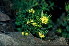 Barbarea taiwaniana