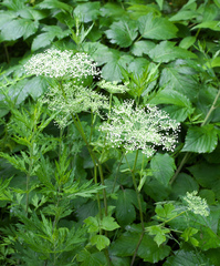 Angelica edulis