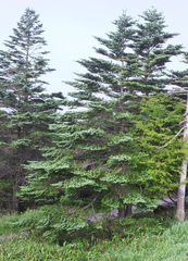 Abies veitchii