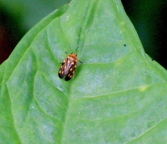 Ocoaxo panamensis