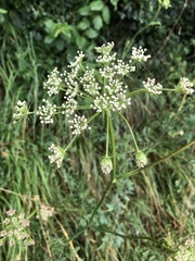 Peucedanum cervaria