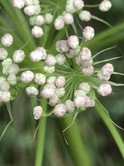 Peucedanum cervaria