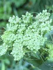 Peucedanum cervaria