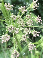 Peucedanum cervaria